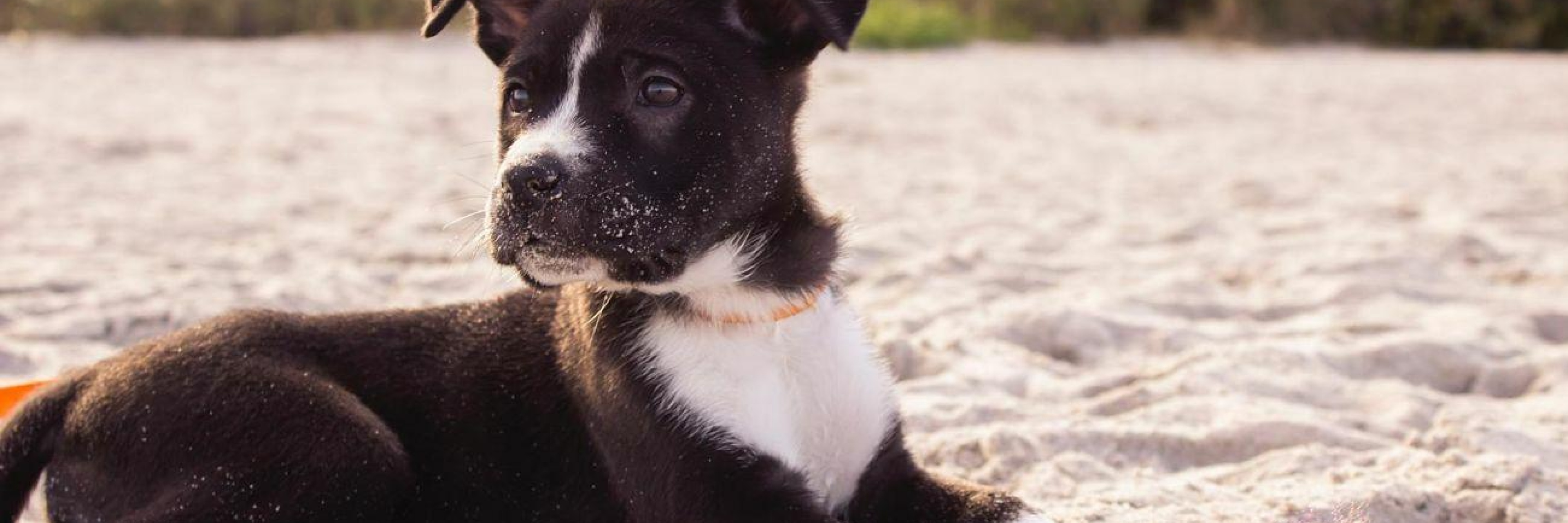 Beautiful dog