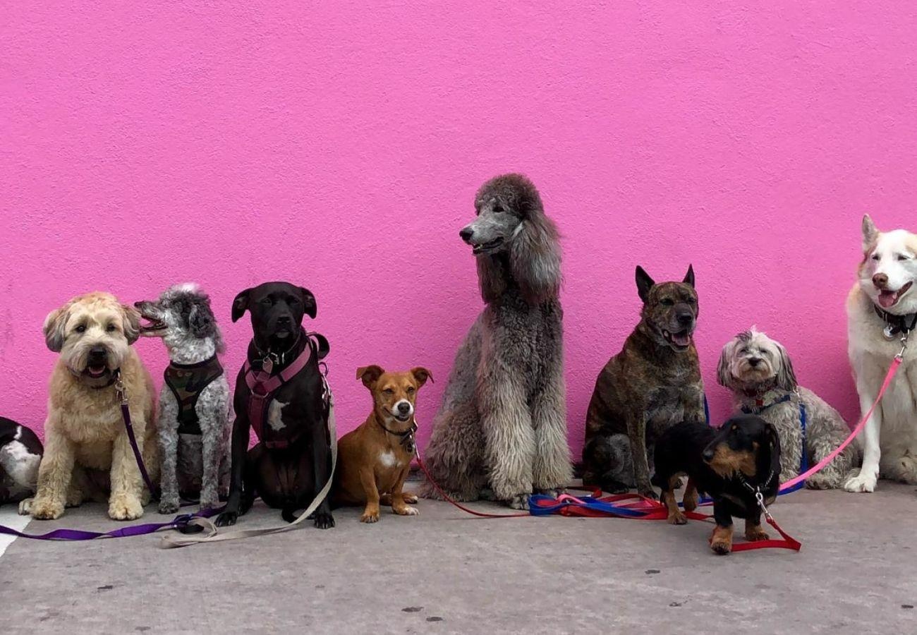 Dog line up