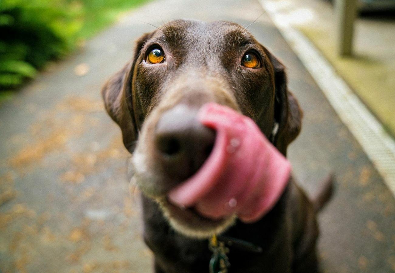 Happy Dog 1