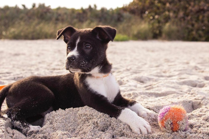 Beautiful dog