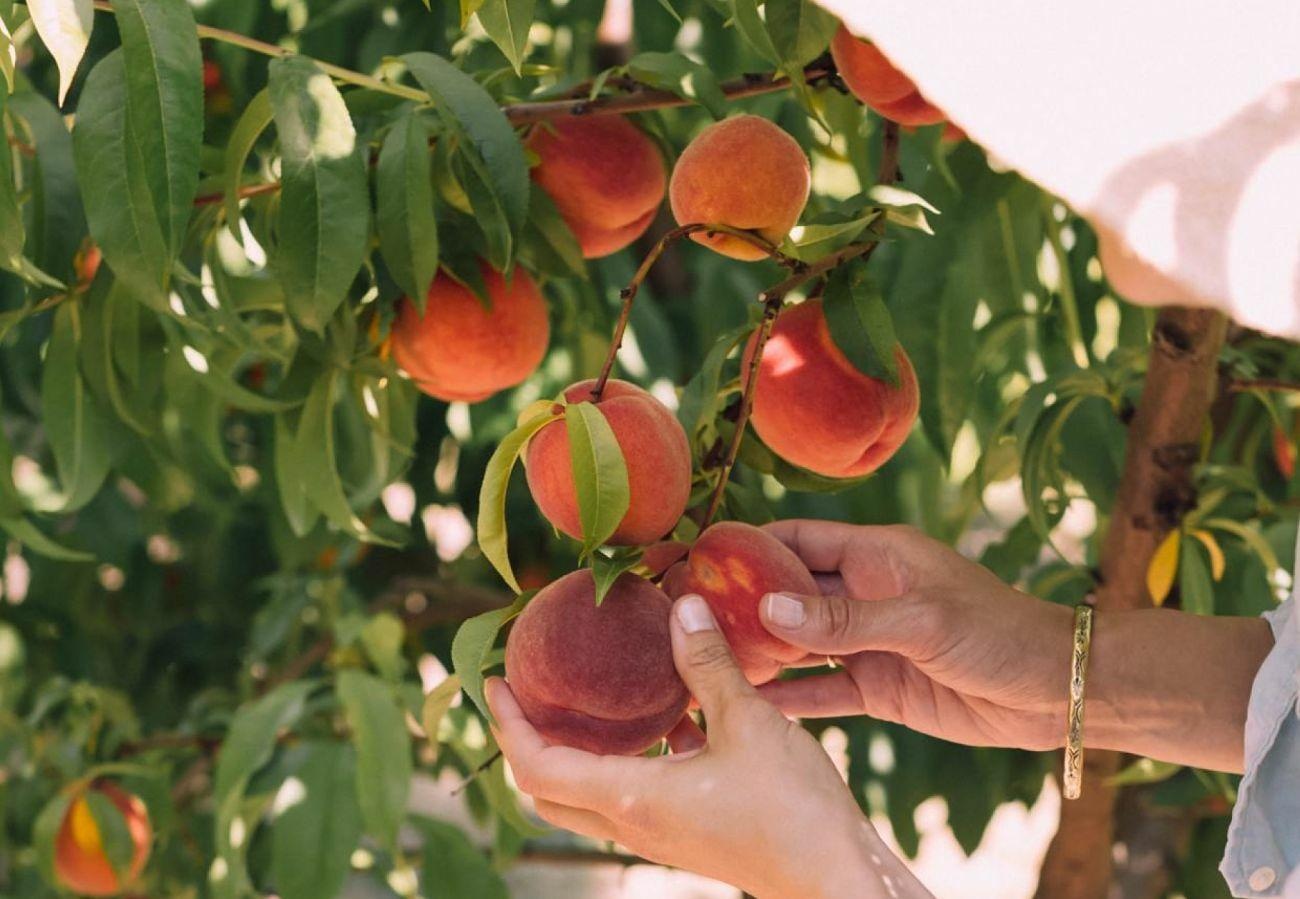 Peach trees